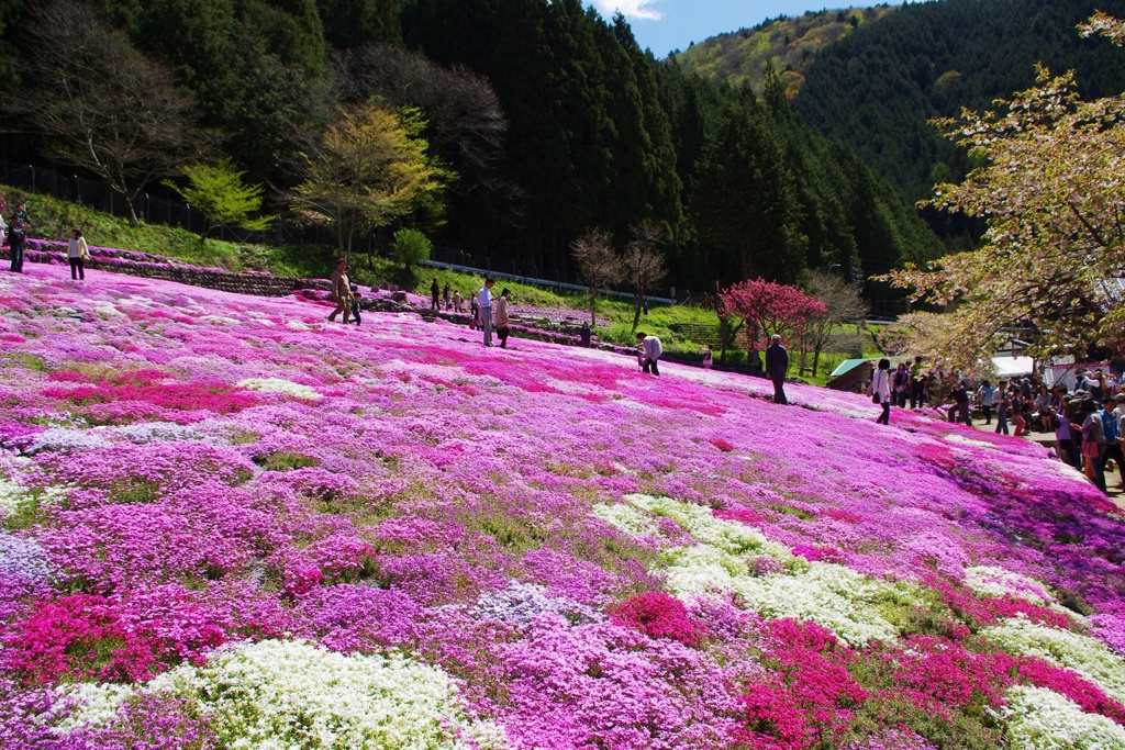 國田家の芝桜：２０１３年５月撮影④