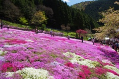 國田家の芝桜：２０１３年５月撮影④