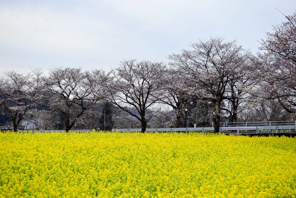 春の風景