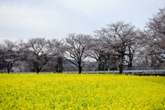 春の風景