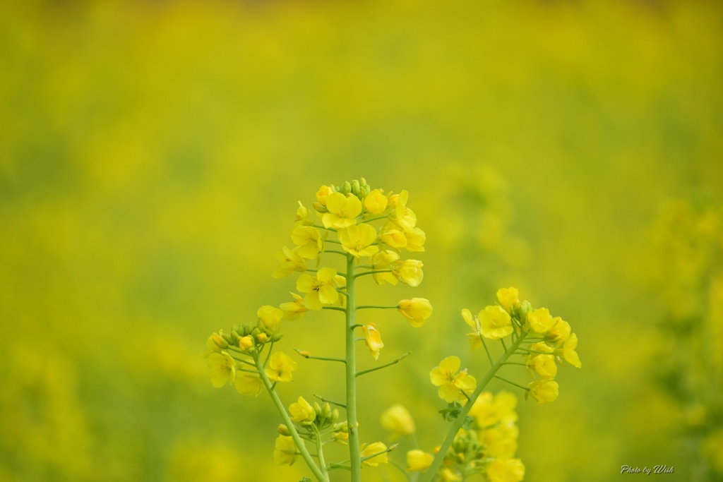 春の色：黄色