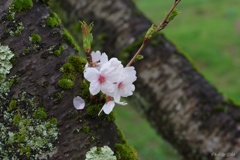 雨上がりの花見