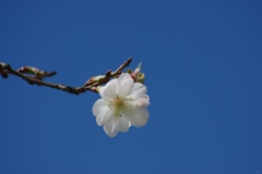 一輪の花