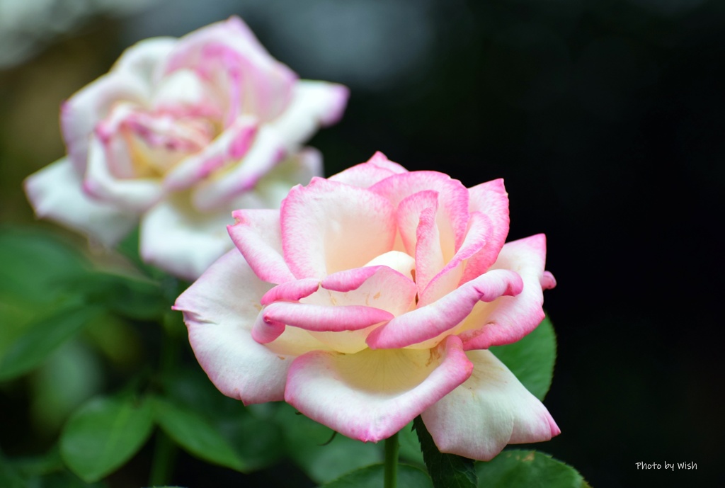 秋薔薇