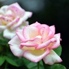 秋薔薇