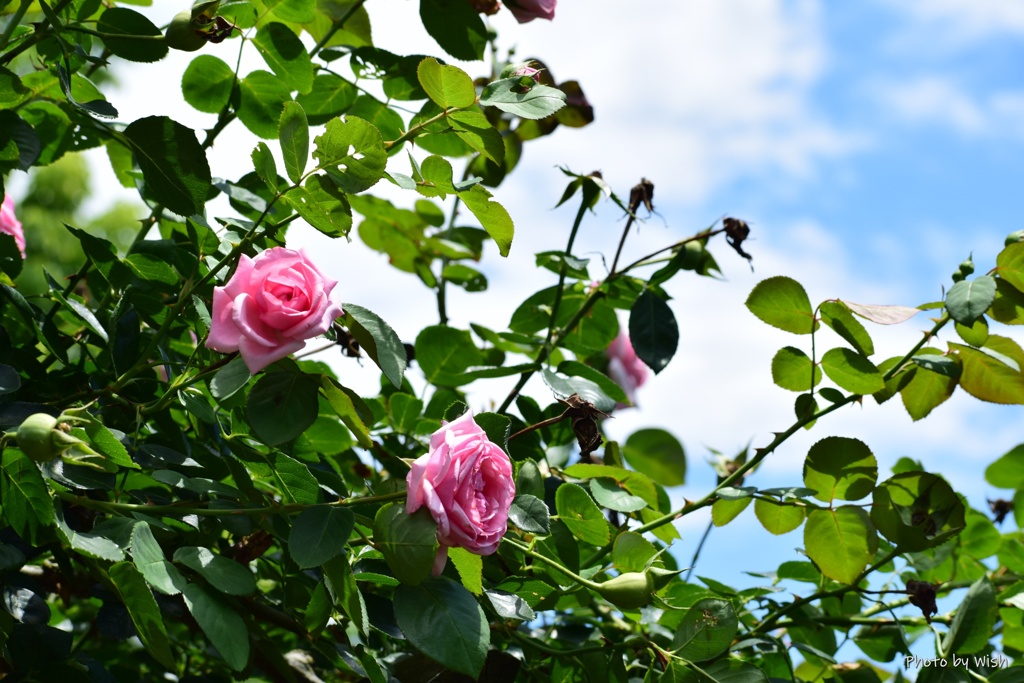 弦薔薇