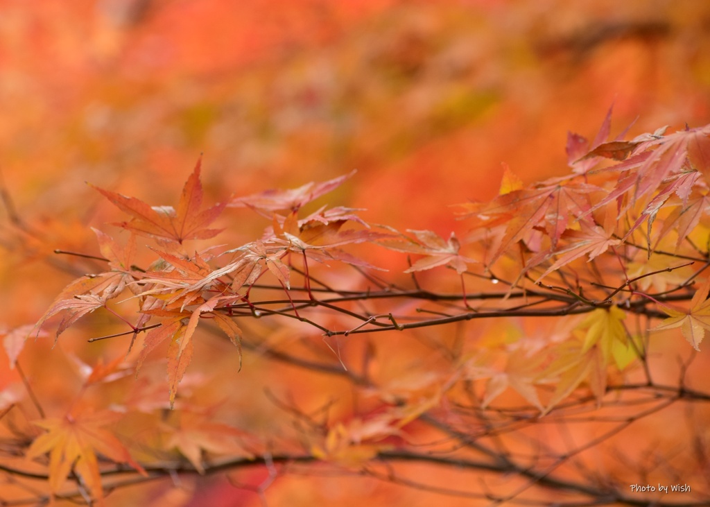 雨上がりの紅葉
