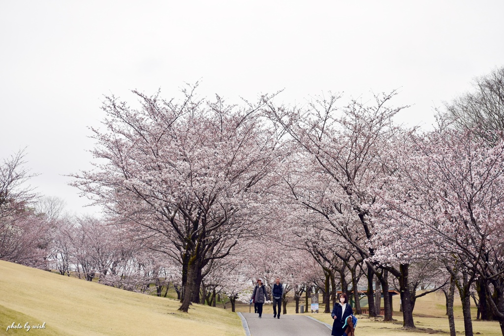 桜並木