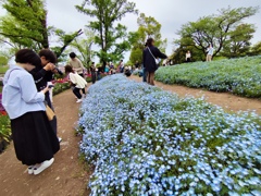 ネモフィラの丘