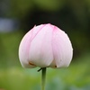 開花寸前