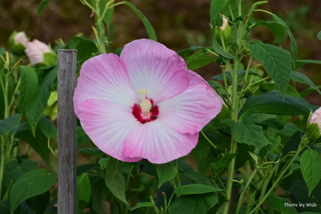 芙蓉の美