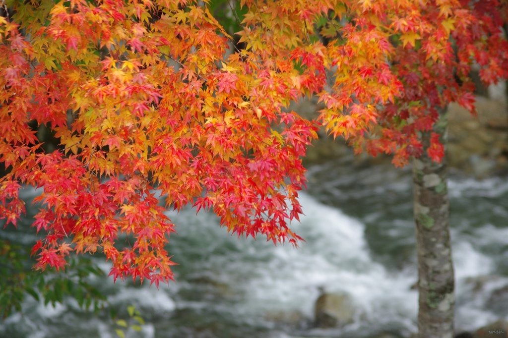 紅葉とせせらぎ