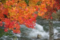 紅葉とせせらぎ