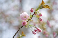 八重桜