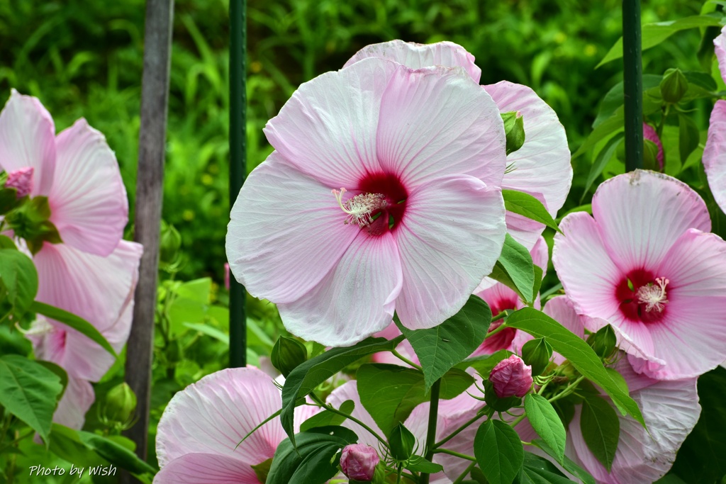 夏の花
