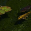 泳ぐ黄金色