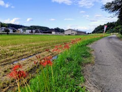 道端を彩る