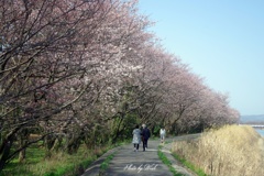 桜並木
