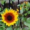 夏色の花