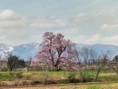 向野江戸彼岸桜　広角撮影