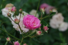 富山県花総合センターの薔薇園にて