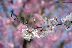 新葉芽吹きの時期