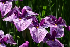花菖蒲