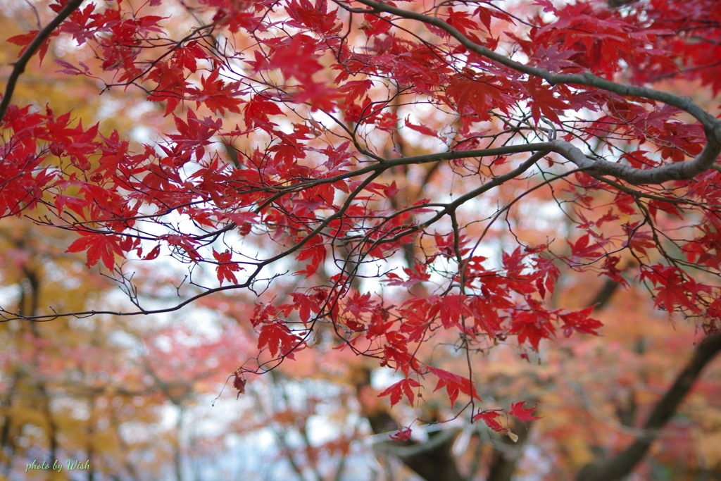 紅葉の彩