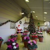 クリスマスの時期へ