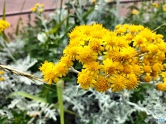 黄色の草花