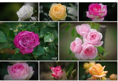 薔薇の表情