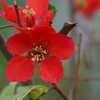 木瓜の花