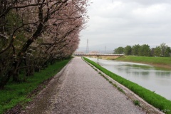 桜の花道