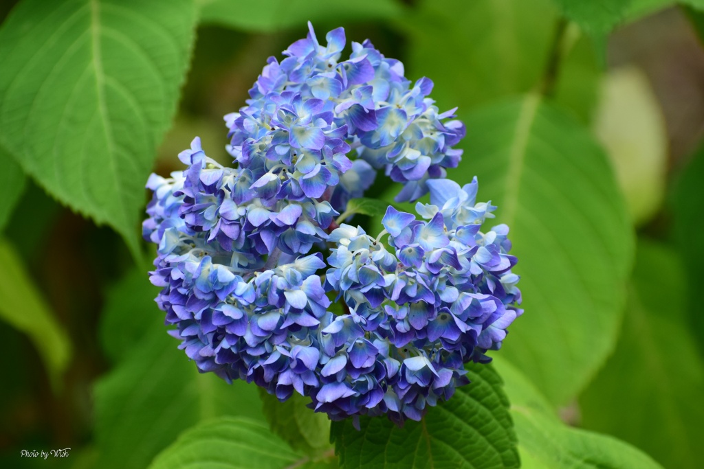 blue