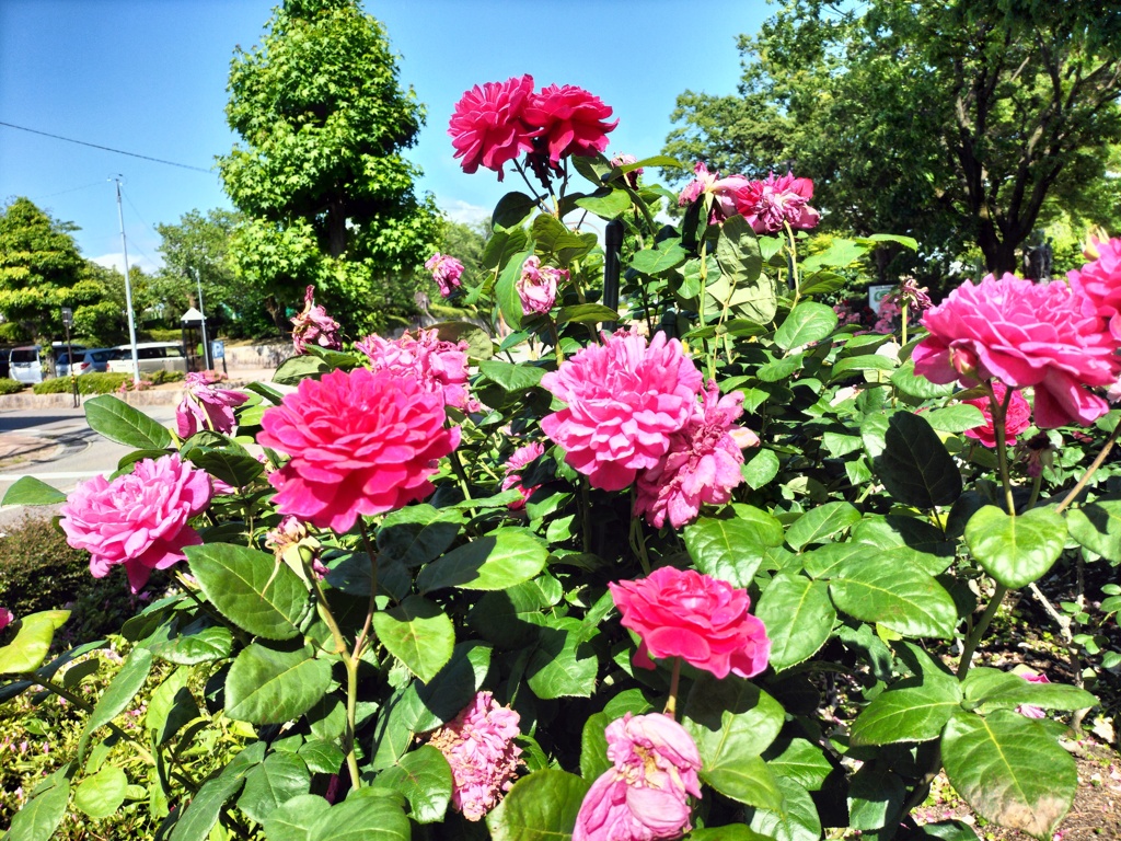 五月晴れの薔薇園