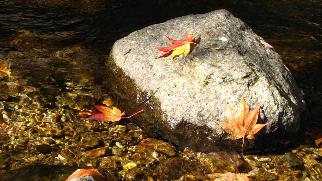 落葉：２０１０年１１月せせらぎ街道にて