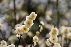 開花進む＾＾