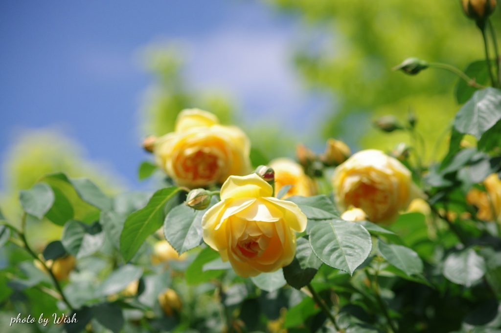 五月晴れとツルバラ