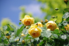 五月晴れとツルバラ