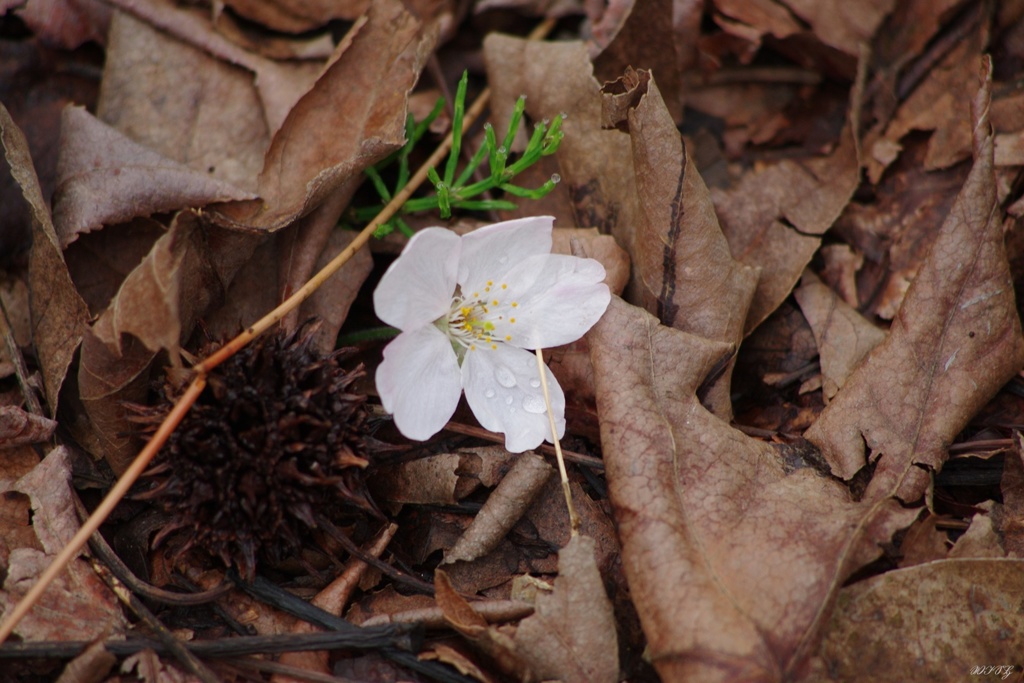 舞い降りた桜