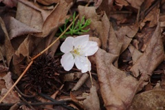 舞い降りた桜