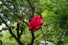 背高く咲く紅色薔薇