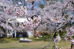春本番