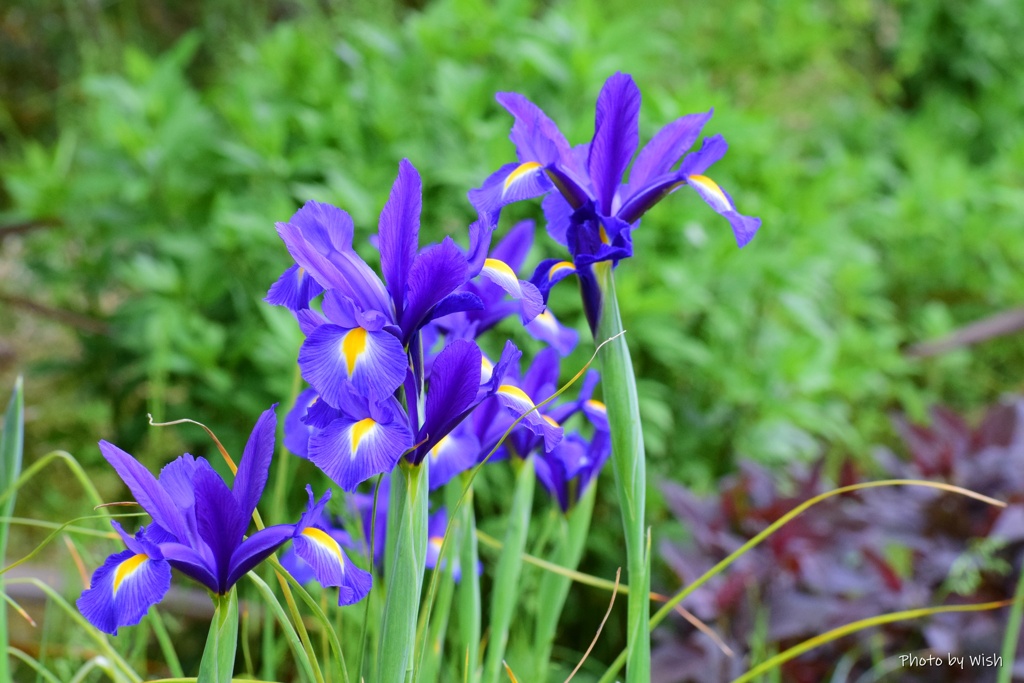 ５月の花