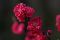 花桃