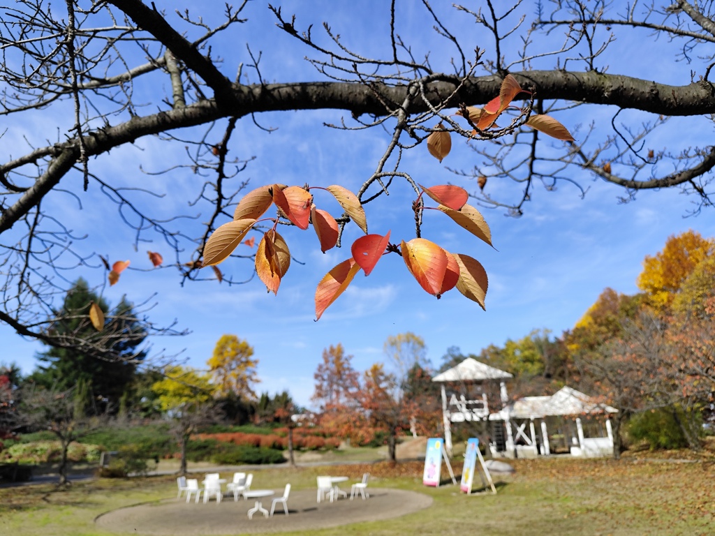 桜広場の紅葉