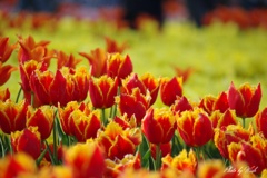 ２０１７チューリップの花