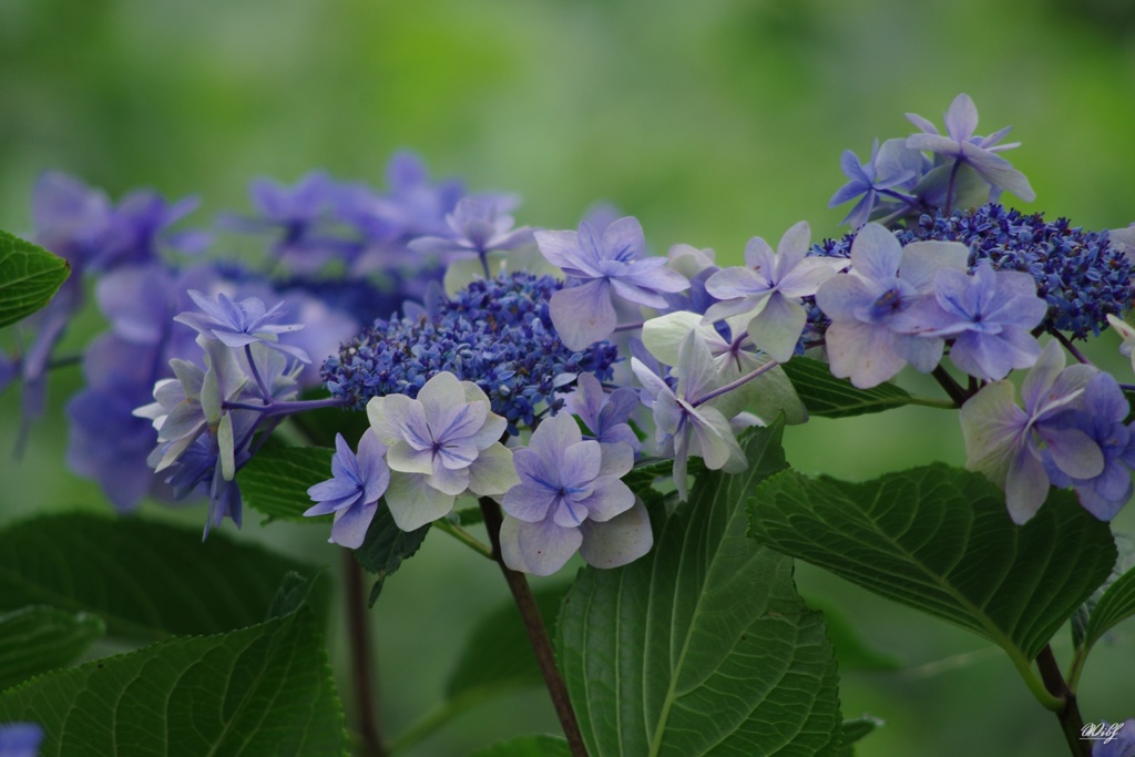 ７月16日の紫陽花