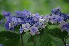 ７月16日の紫陽花