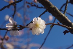 秋空の十月桜